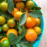 Qu’est-ce que le calamondin ?