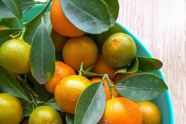 Qu’est-ce que le calamondin ?